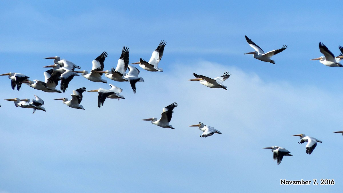 American White Pelican - ML39247191