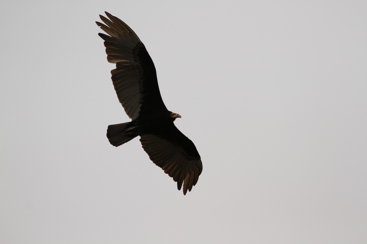 Lesser Yellow-headed Vulture - ML392472061