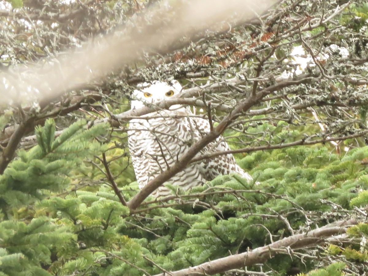 Snowy Owl - ML392472661