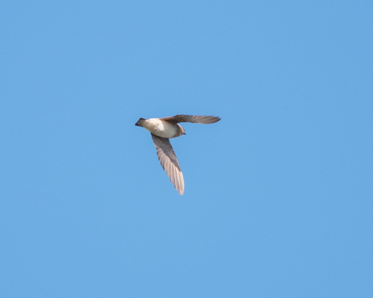 Cave Swallow - ML392472801