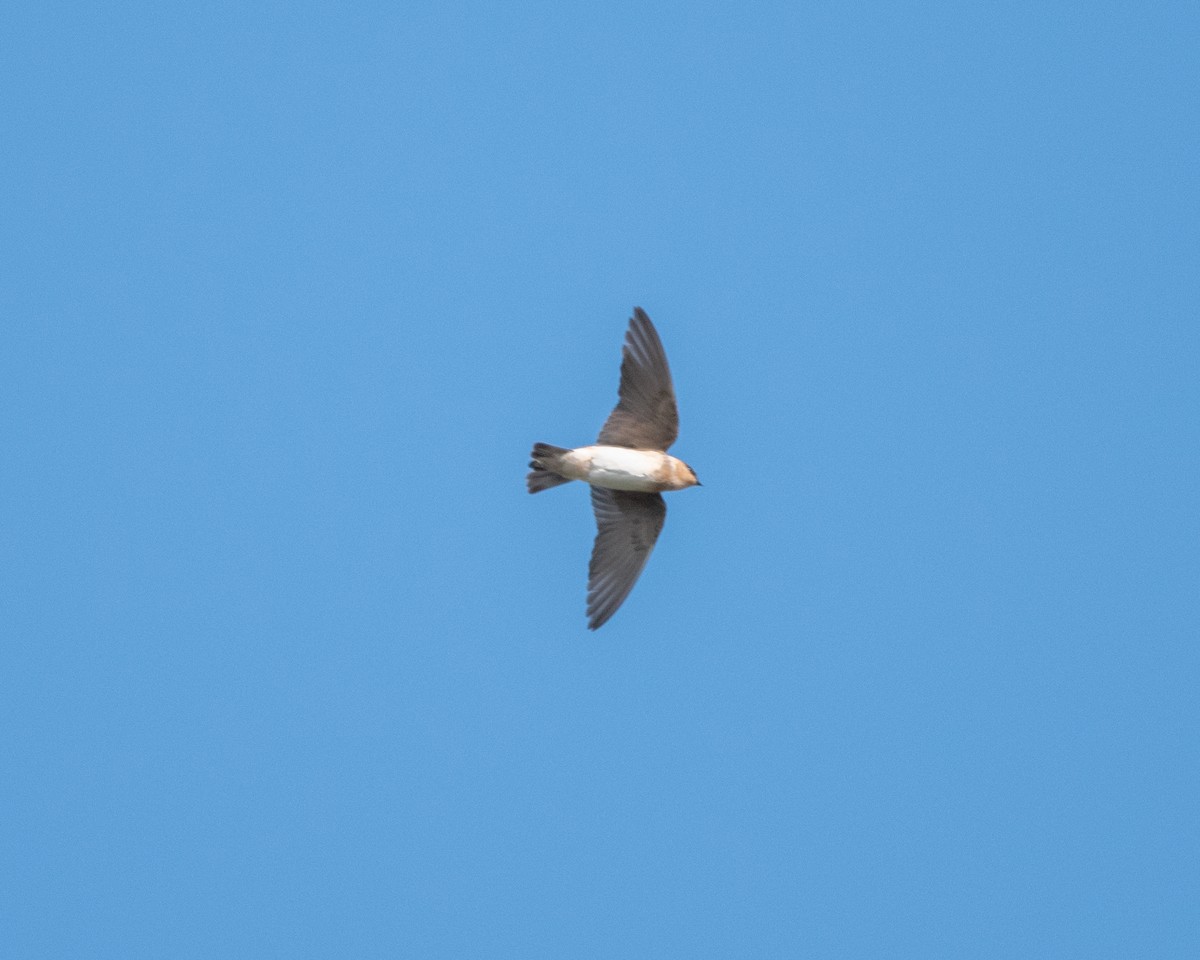 Cave Swallow - ML392472821