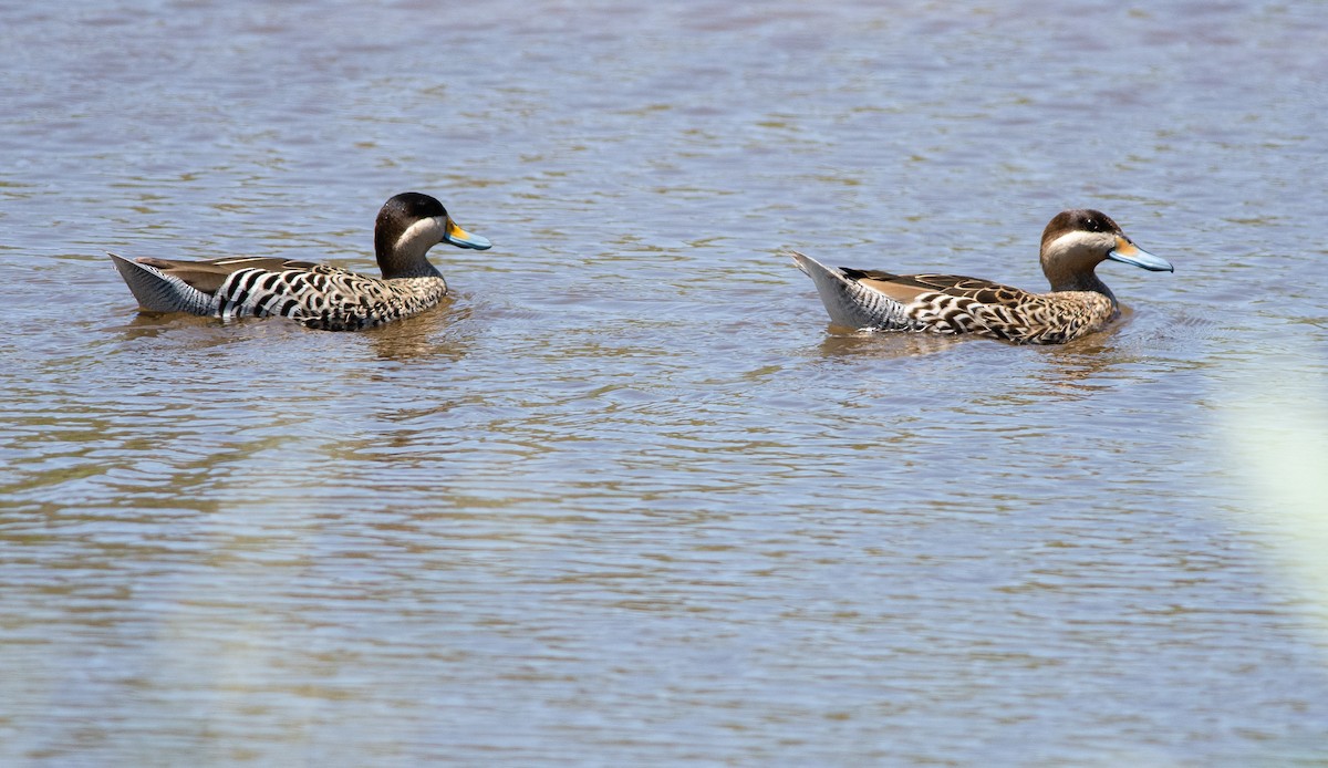 čírka modrozobá - ML392473571