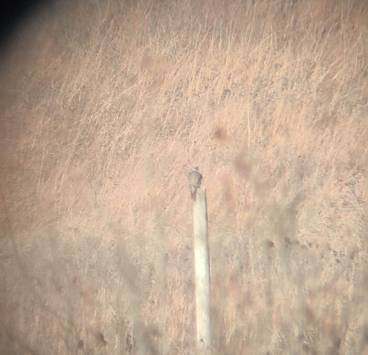 Prairie Falcon - ML392474761