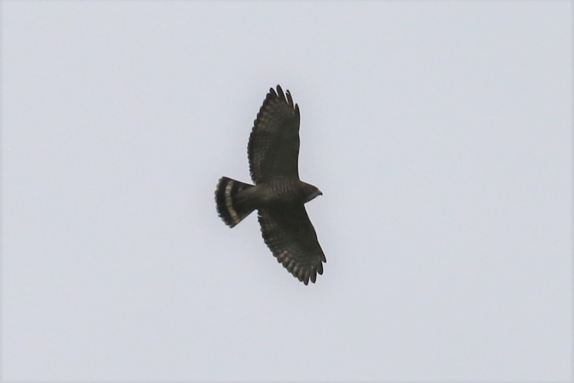 Broad-winged Hawk - ML392474781