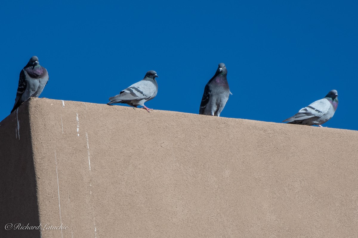 Rock Pigeon (Feral Pigeon) - ML392475571