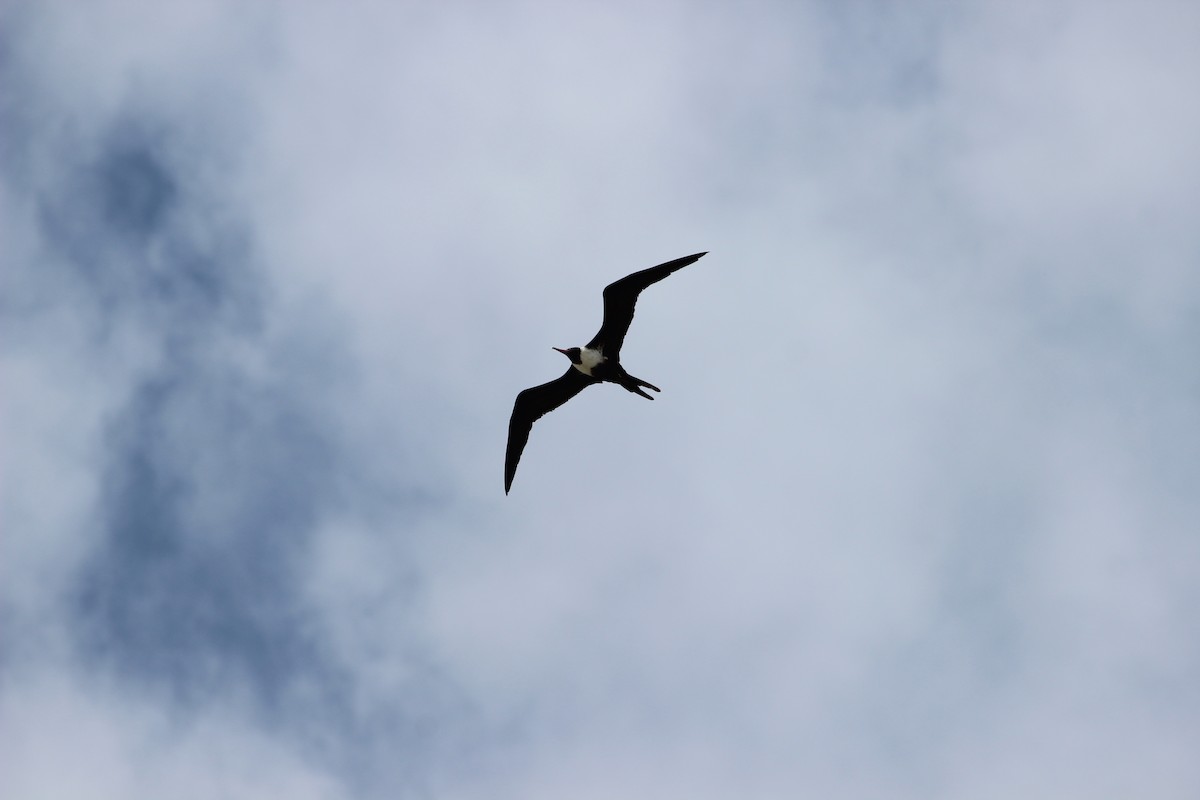 Lesser Frigatebird - ML392475731