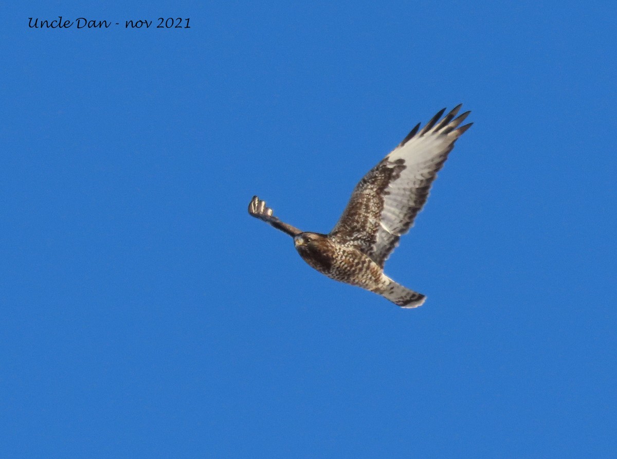 Raufußbussard - ML392475991