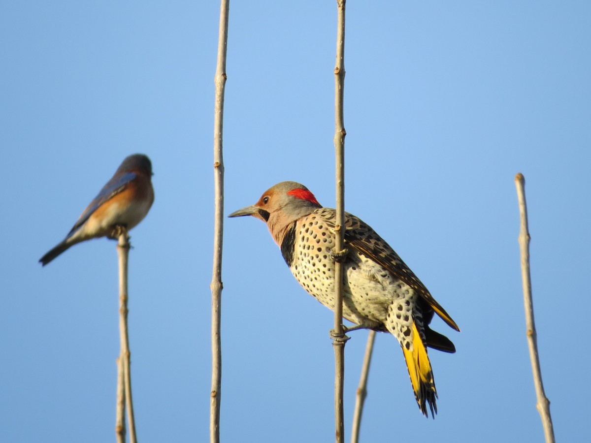 Northern Flicker (Yellow-shafted) - Dallas Levey
