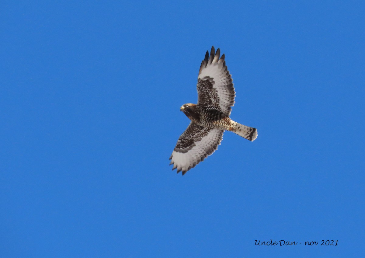 Rough-legged Hawk - ML392476091