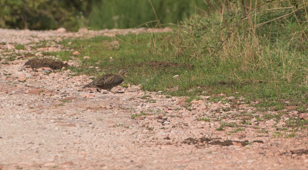 Gray Partridge - ML392476261