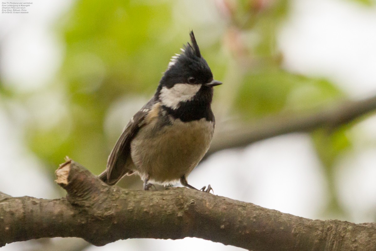 Coal Tit (Himalayan) - ML392476381