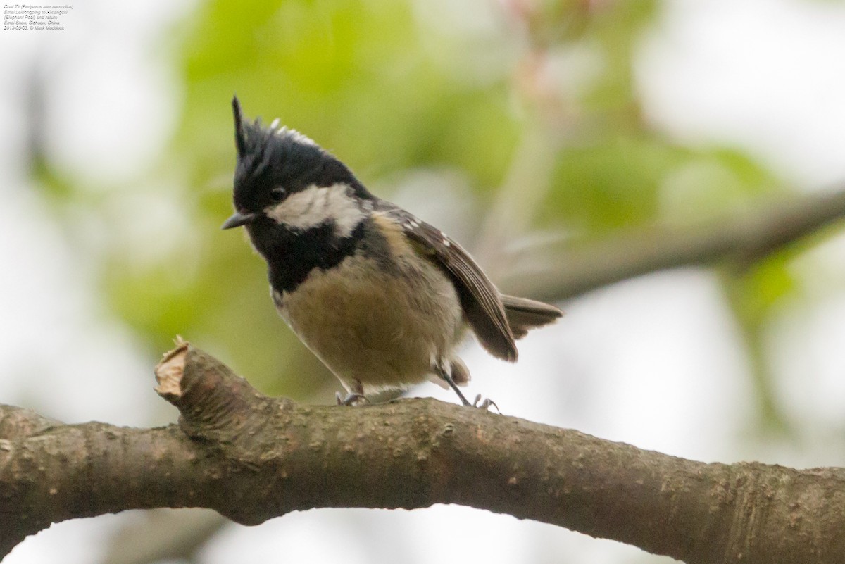 Coal Tit (Himalayan) - ML392476391