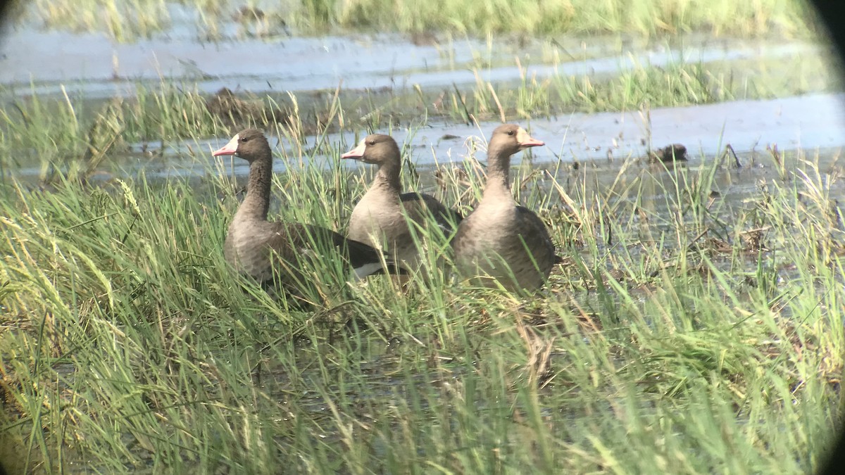Greater White-fronted Goose - ML392476811