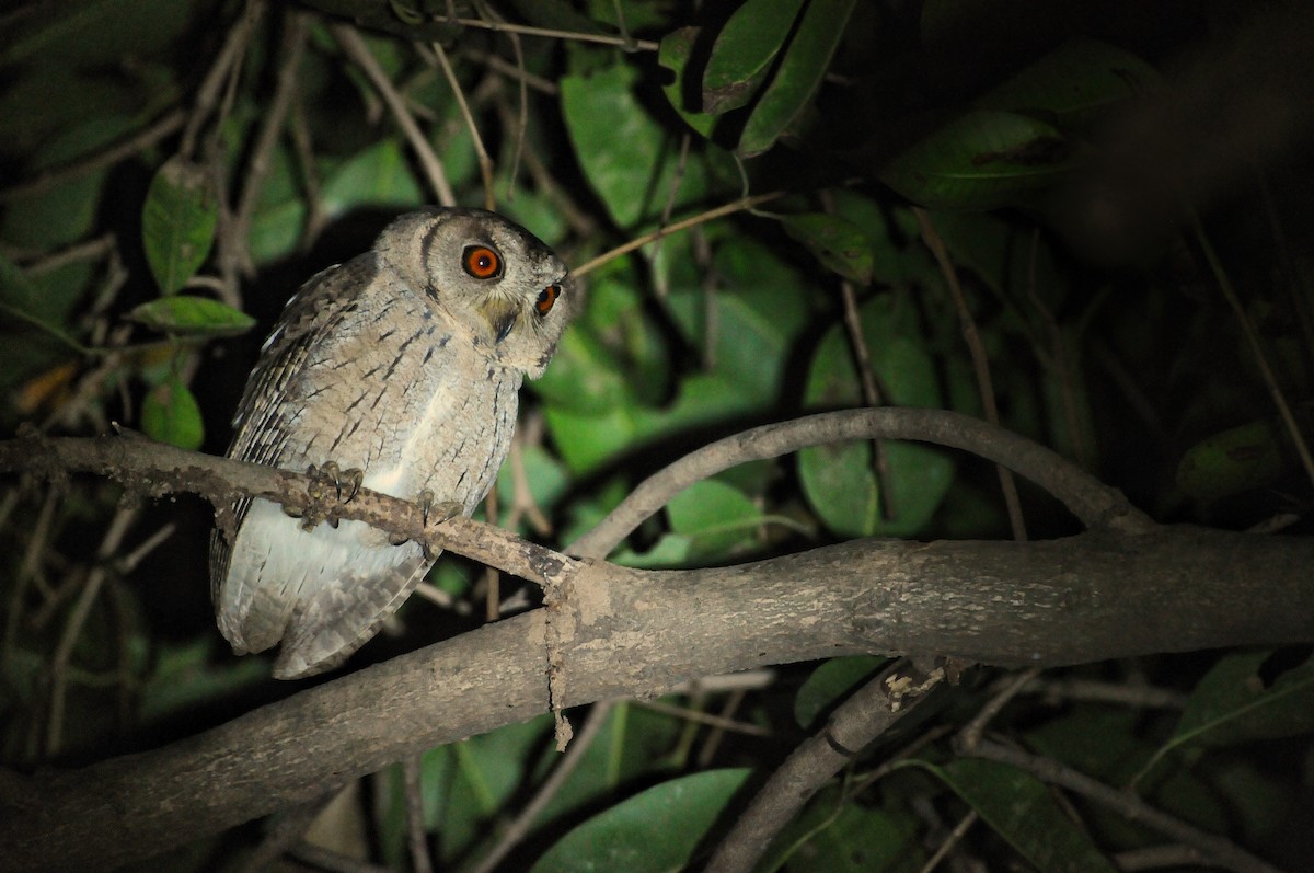 Indian Scops-Owl - ML392478651