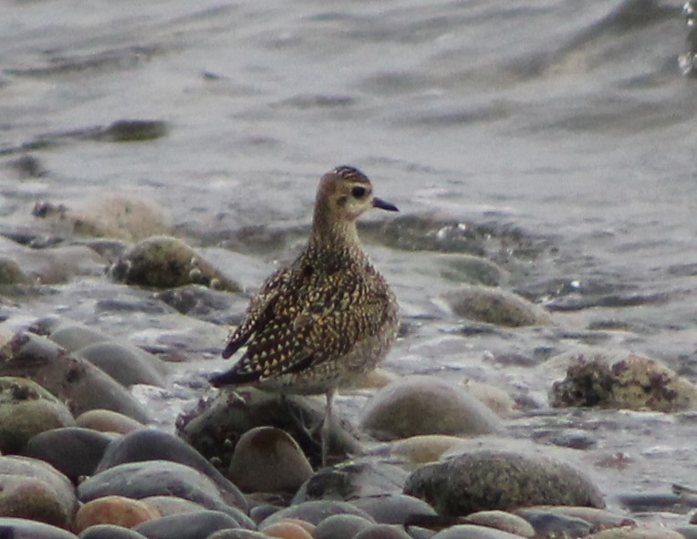 Pacific Golden-Plover - ML39247881