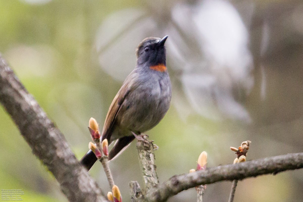 Rufous-gorgeted Flycatcher - ML392479421