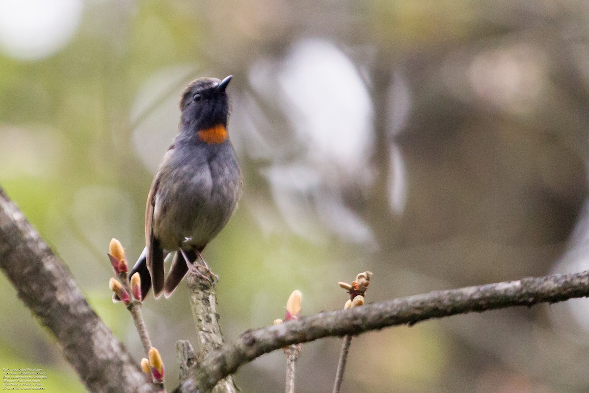 Rufous-gorgeted Flycatcher - ML392479501