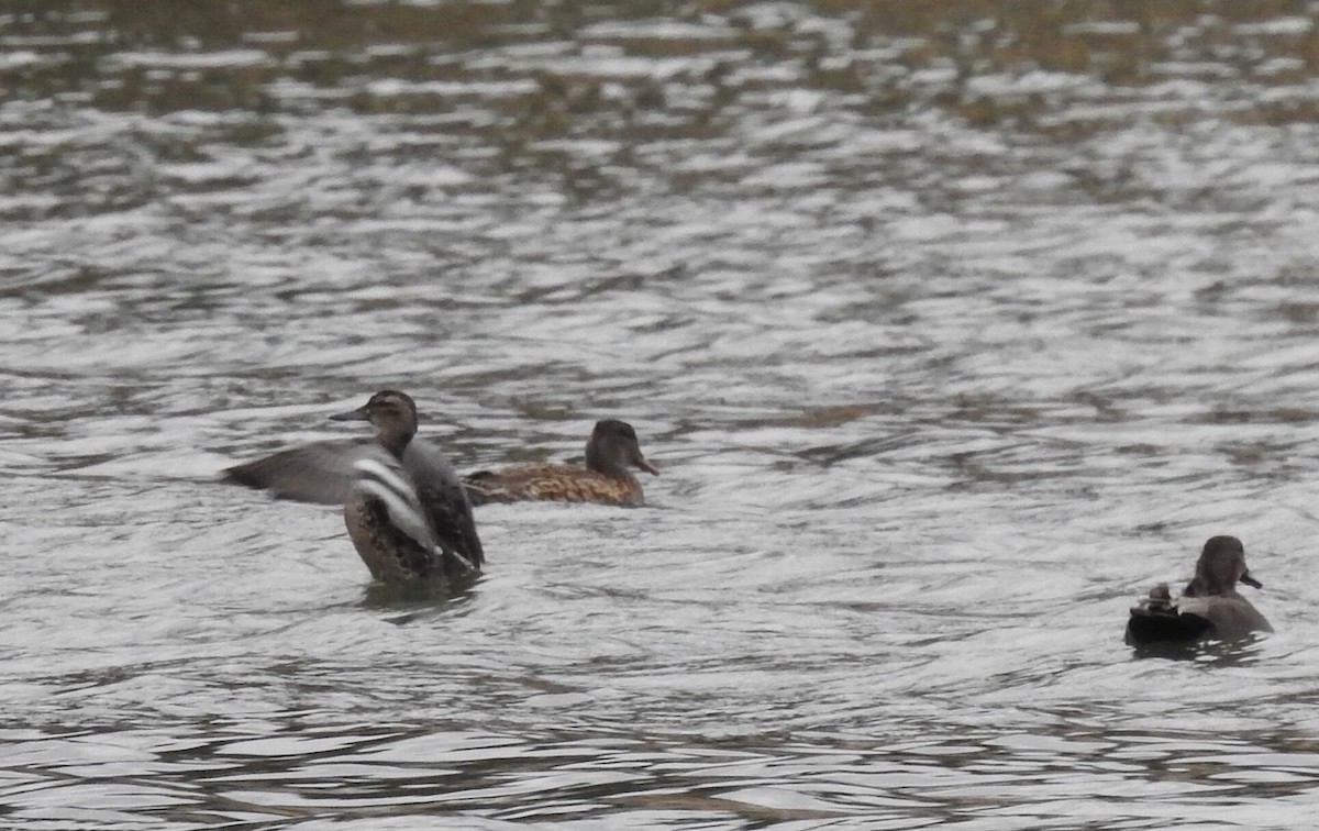 Garganey - ML392480091