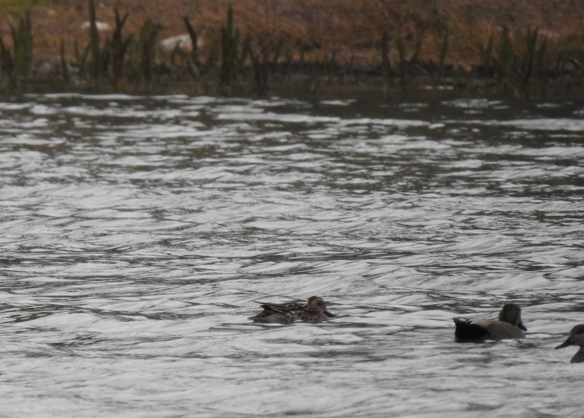 Garganey - ML392480111