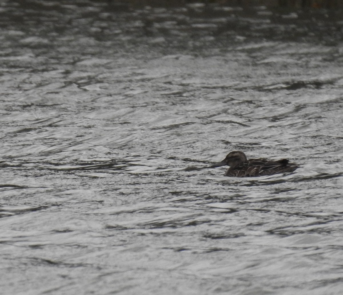 Garganey - ML392480131