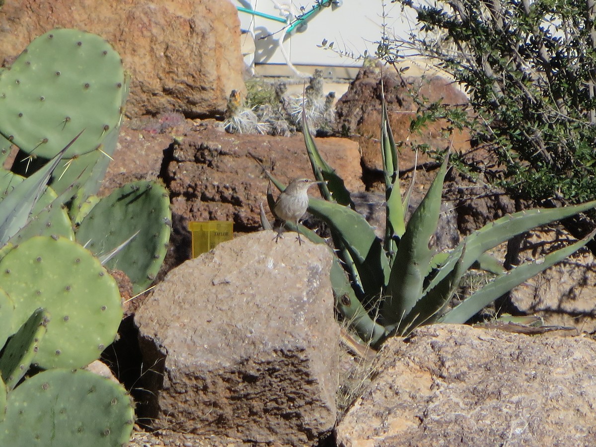 Rock Wren - Mark Burns