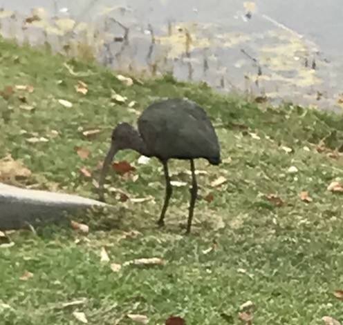 White-faced Ibis - Rob Denholtz