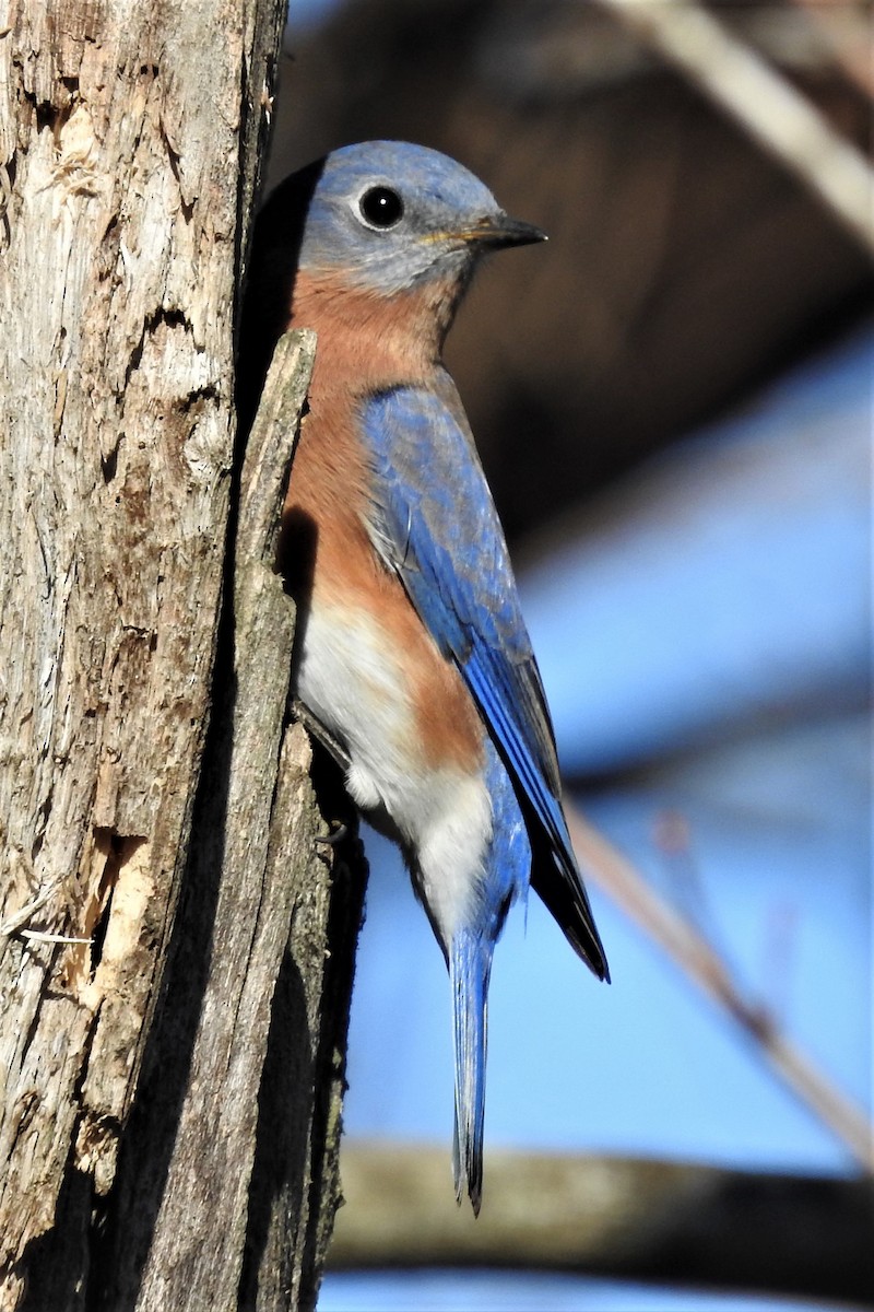 Eastern Bluebird - Paul McKenzie