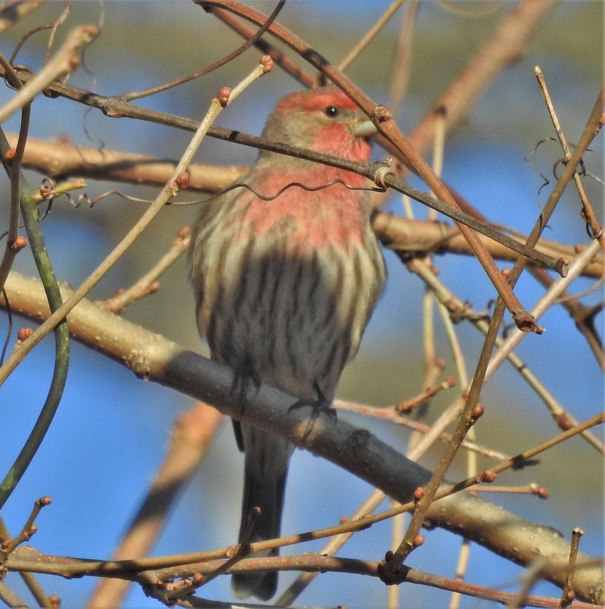 House Finch - Paul McKenzie