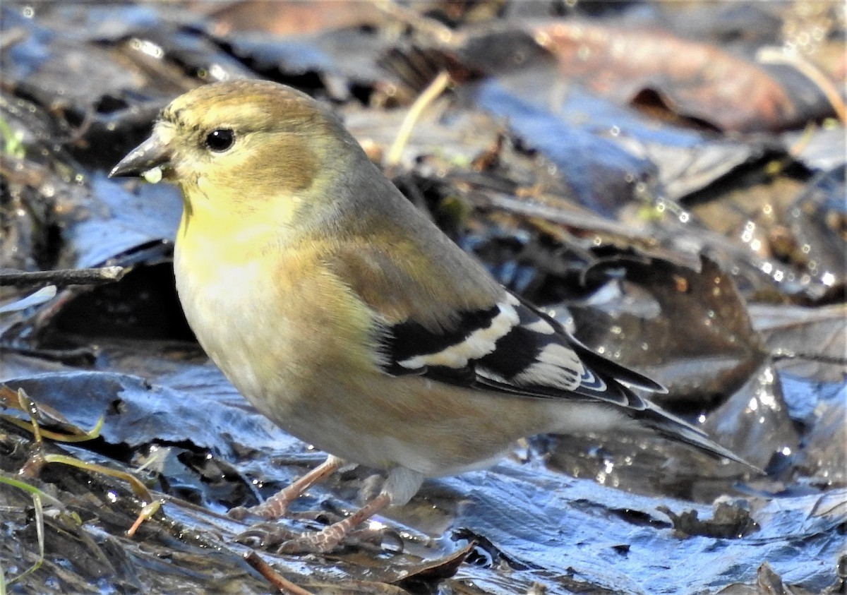 American Goldfinch - ML392482091