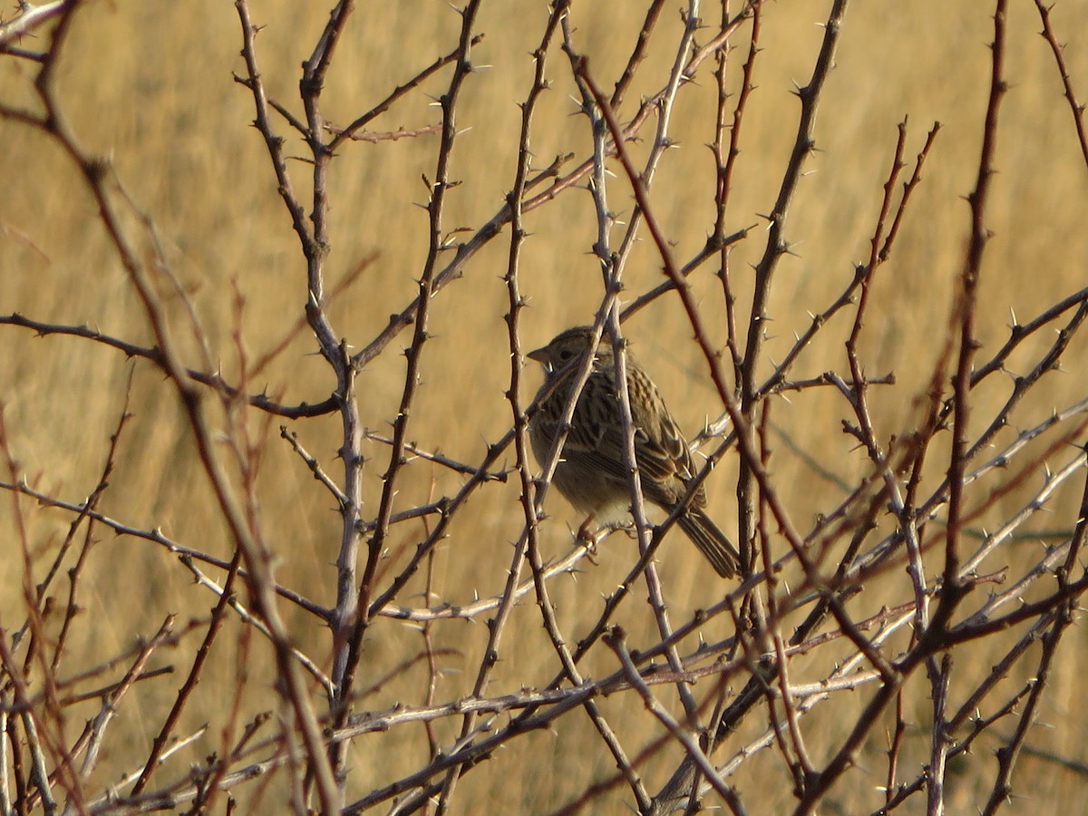 Brewer's Sparrow - ML39248321