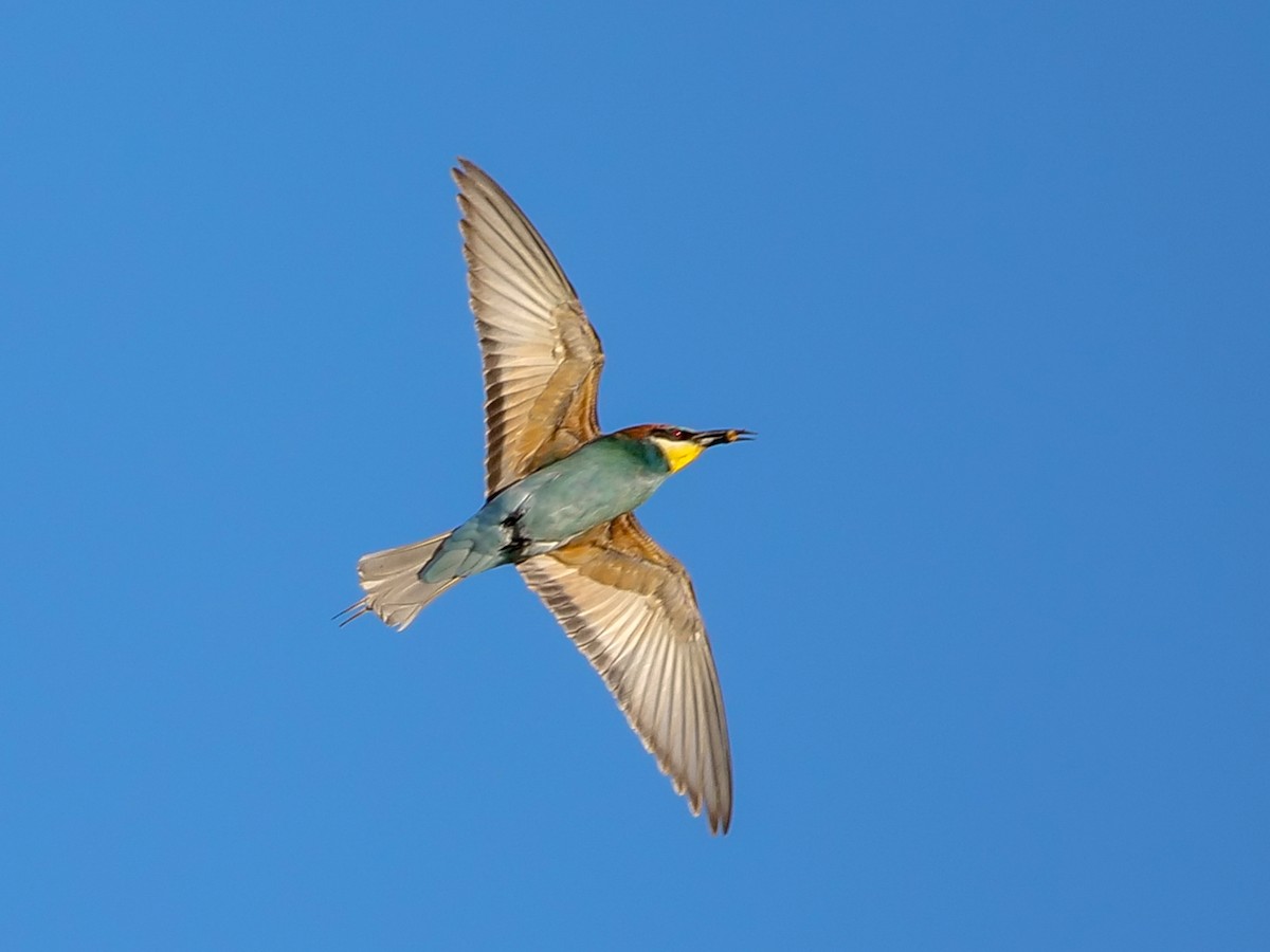 European Bee-eater - ML392483241