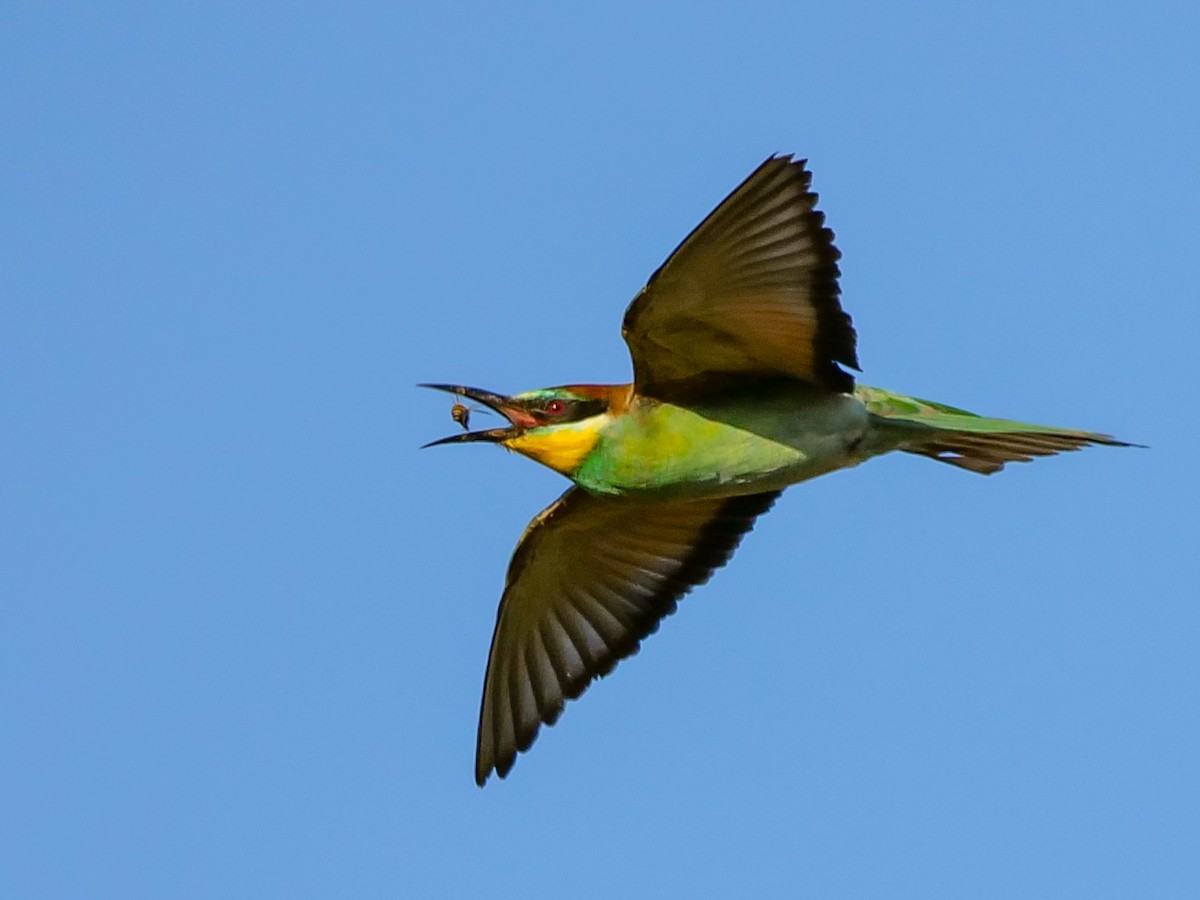 European Bee-eater - ML392483421
