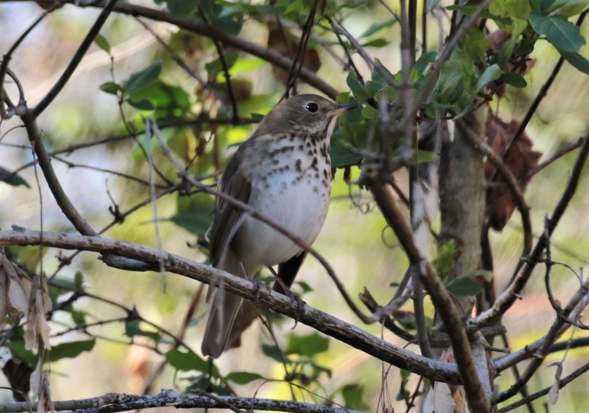 Hermit Thrush - ML392483461