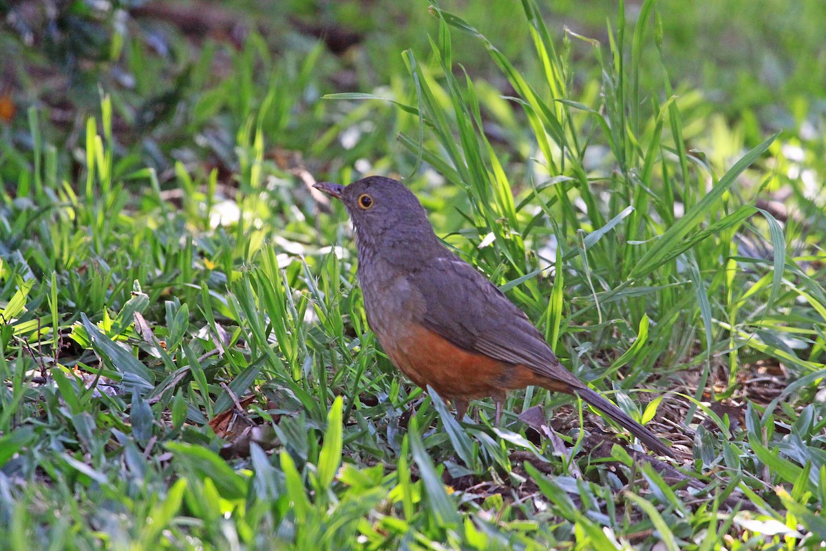 Rufous-bellied Thrush - ML392484681