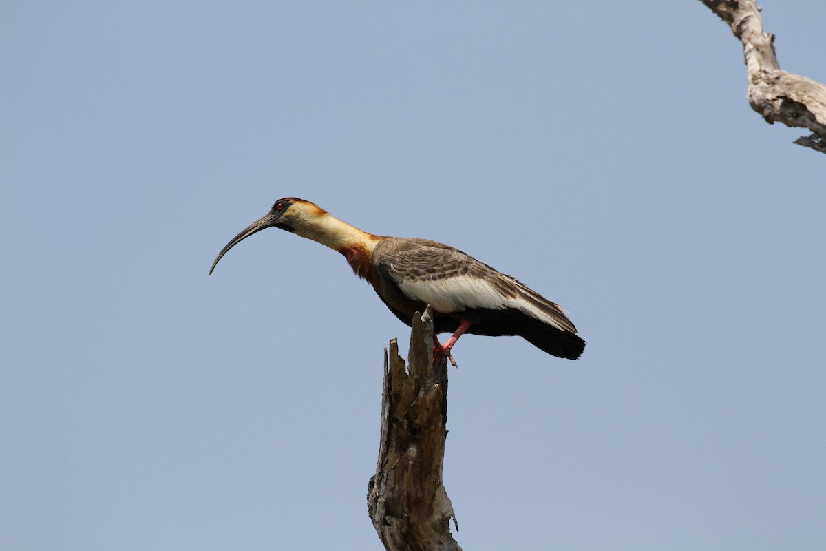 Buff-necked Ibis - Juan María Domínguez Robledo