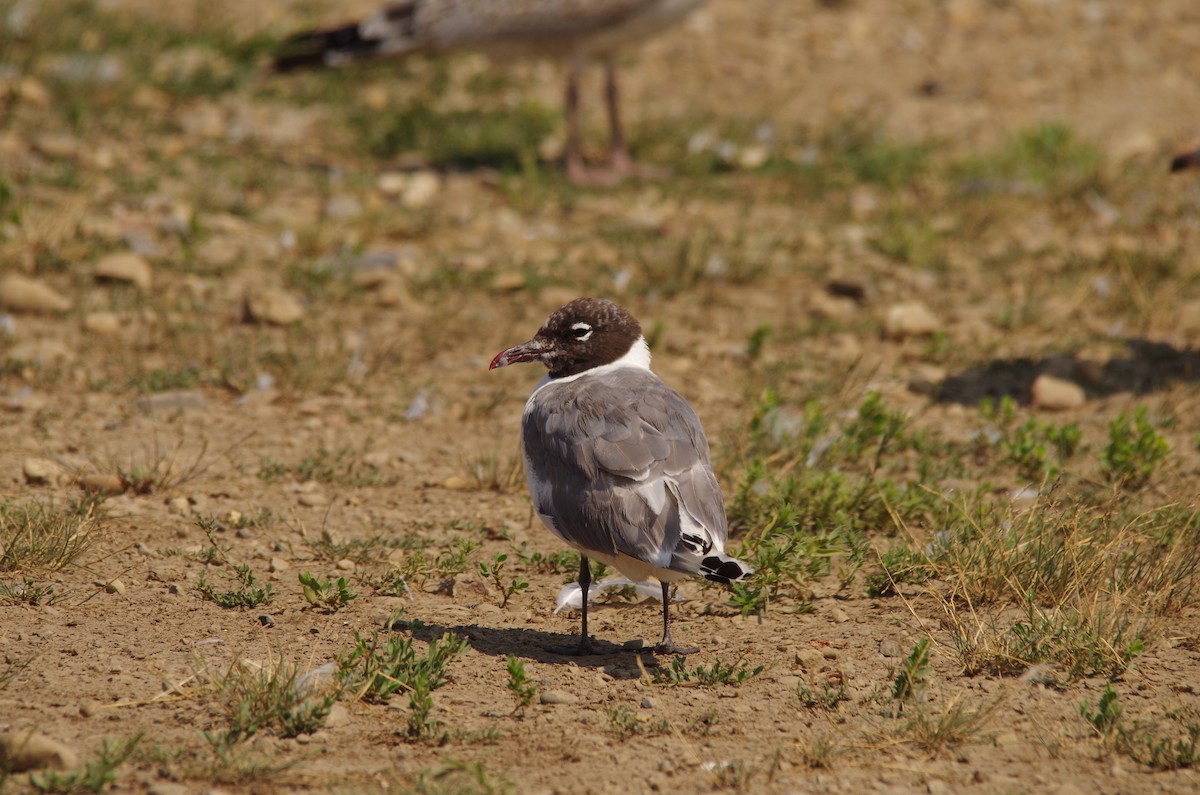 Franklin's Gull - ML392486111