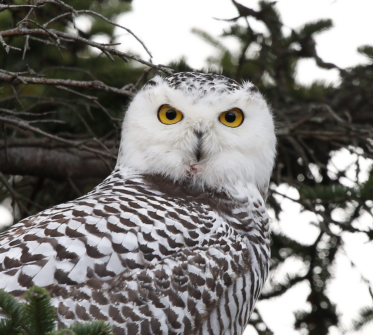 Snowy Owl - ML392486541