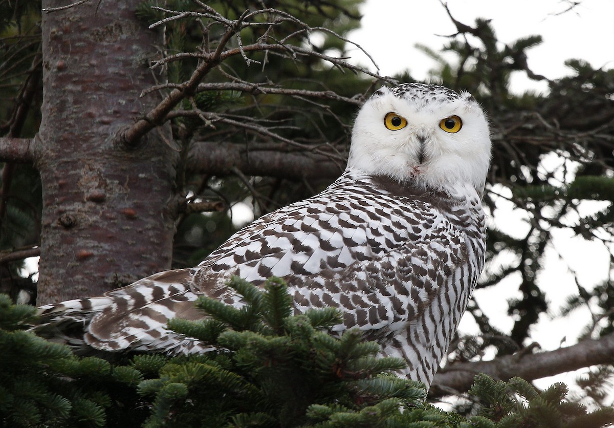 Snowy Owl - ML392486551