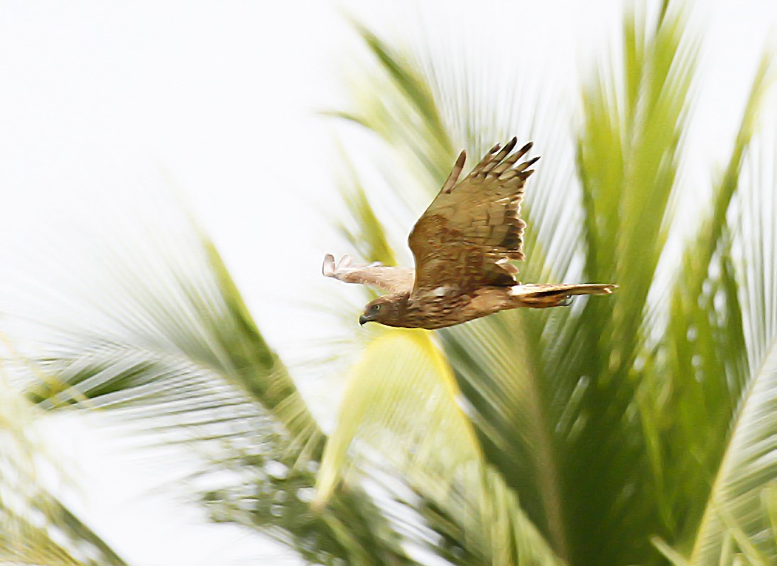 Papuan Harrier - ML392488361