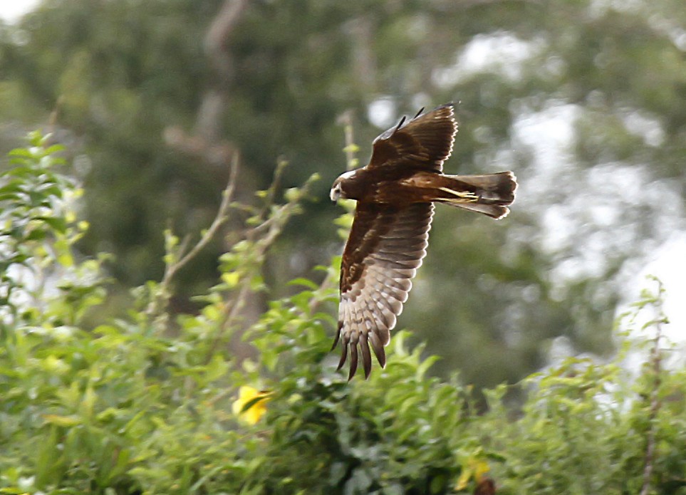 Papuan Harrier - ML392488991