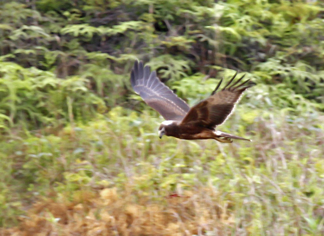 Papuan Harrier - ML392489001