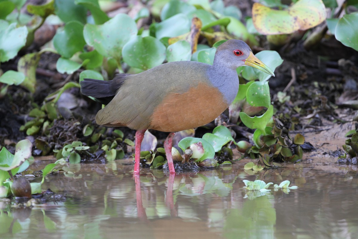 Gray-cowled Wood-Rail - ML392489821