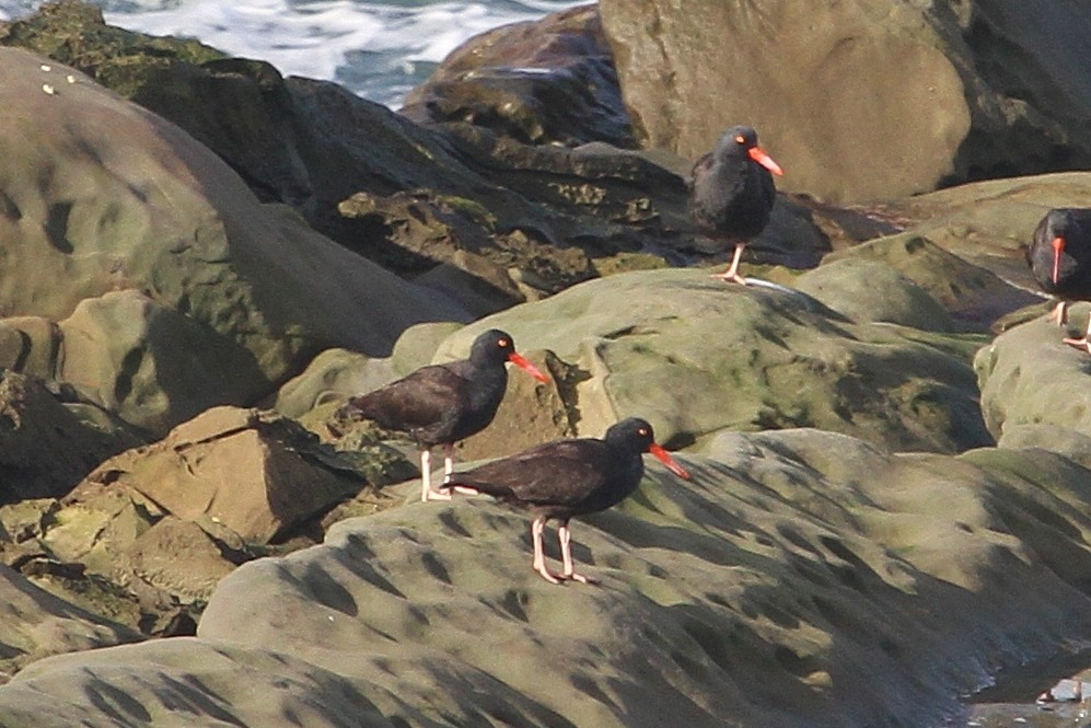 Black Oystercatcher - ML39249031