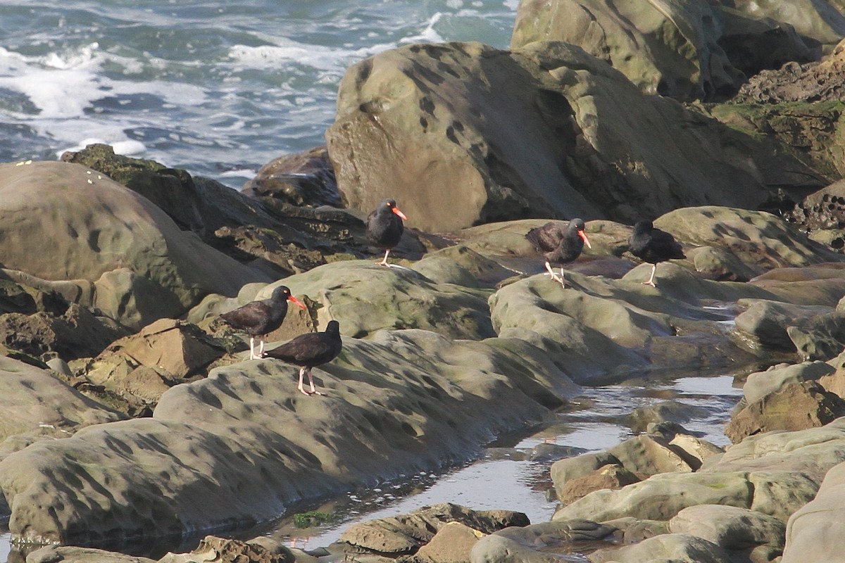 Black Oystercatcher - John F. Gatchet