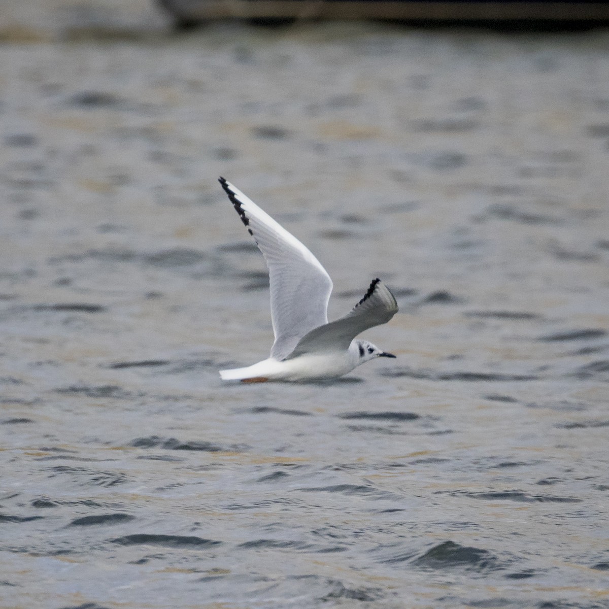 Bonaparte's Gull - ML392490751