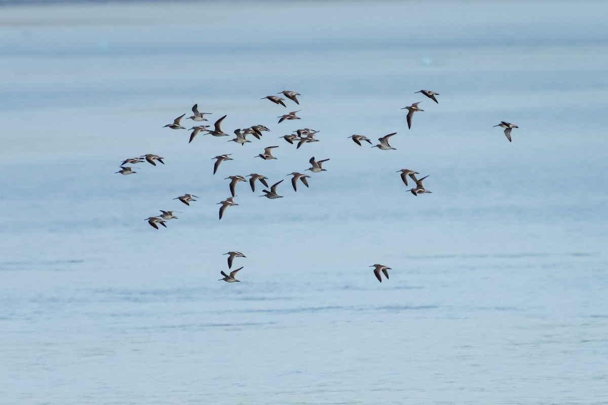 Short-billed Dowitcher - ML392490811