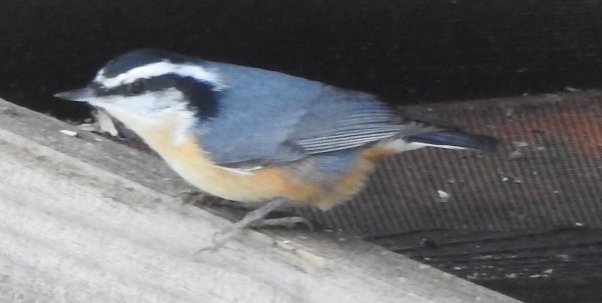 Red-breasted Nuthatch - Paulette Hummel