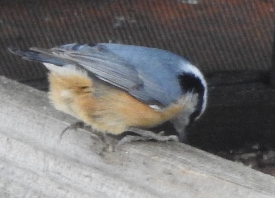 Red-breasted Nuthatch - ML392492031
