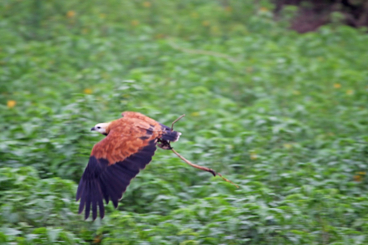 Black-collared Hawk - ML392493971