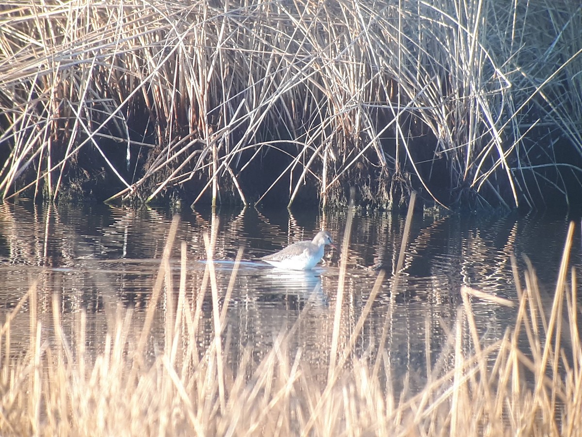 Spotted Redshank - ML392494991